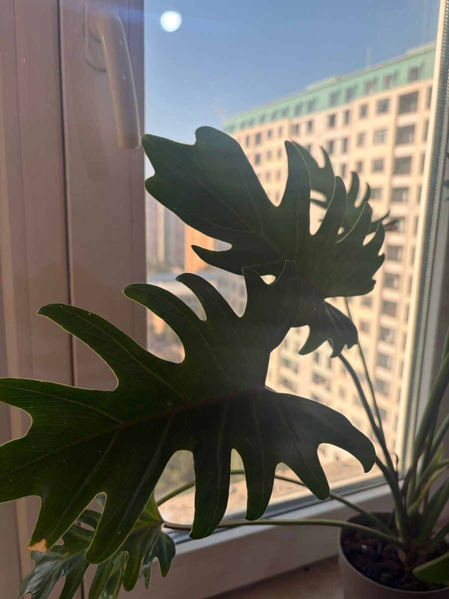 Philodendron Xanadu — Bitkilər, Bakı (5)