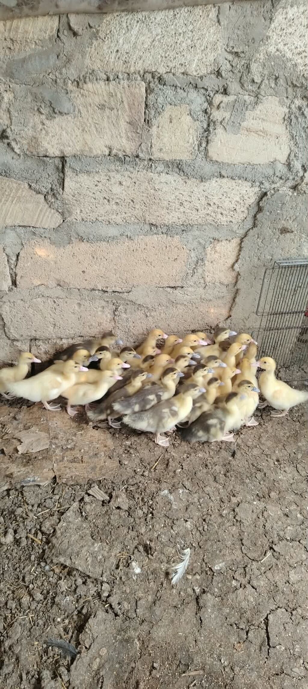 Satılır müxtəlif rəng çalarlarında ördəklər və ördək balaları — Heyvanlar, Sumqayıt (4)