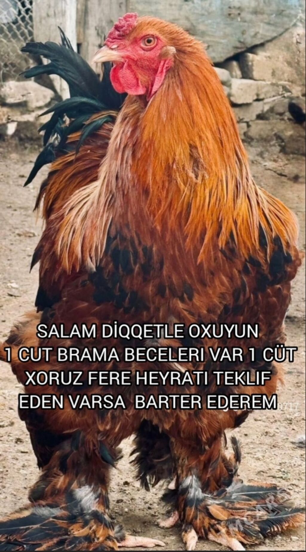 Toyuq, Brama, Damazlıq — Heyvanlar, Yevlax