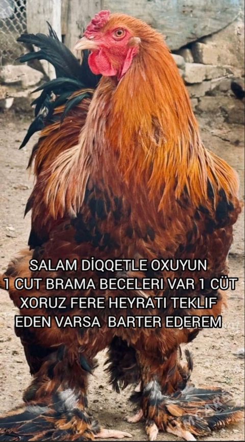 Toyuq, Brama, Damazlıq — Yevlax