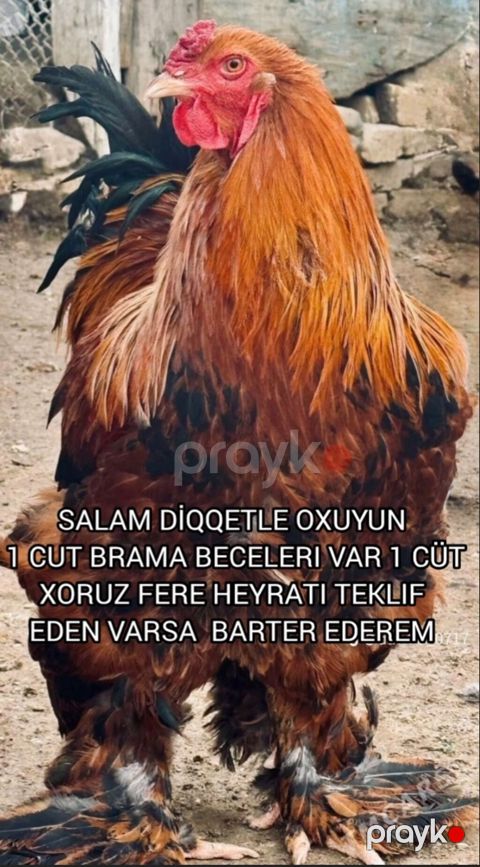 Toyuq, Brama, Damazlıq