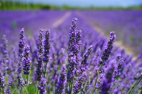 Lavanda toxumu — Bakı