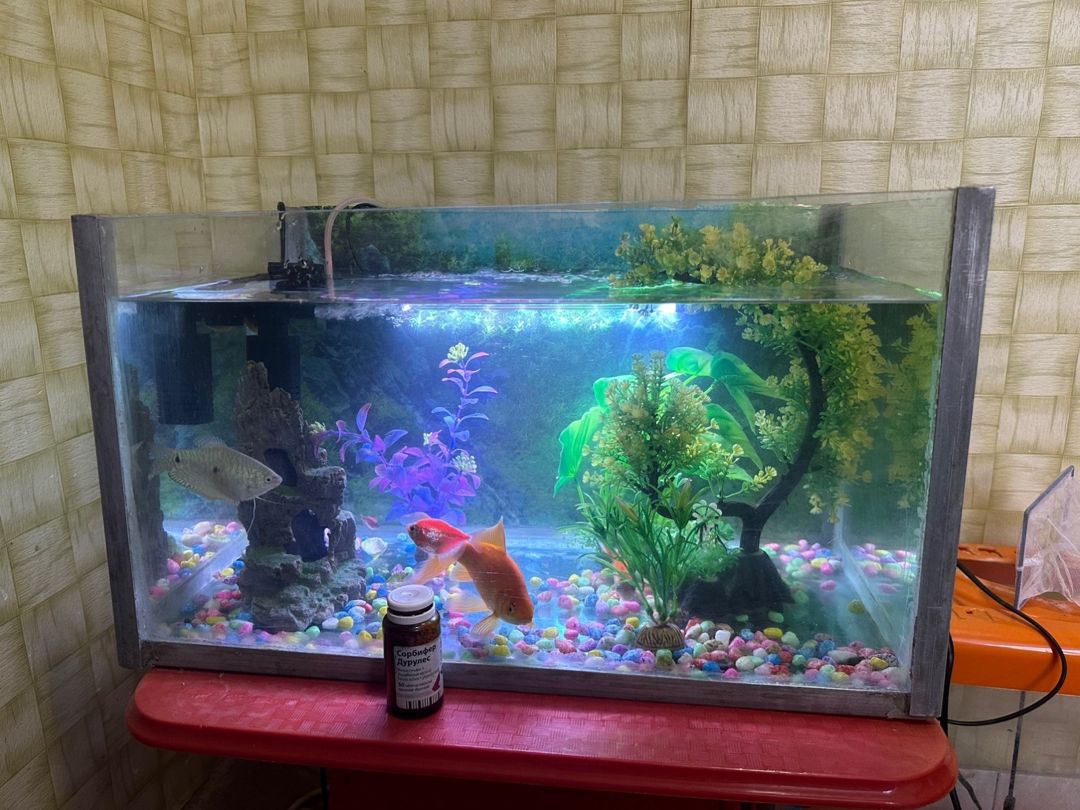 Akvarium — Akvariumlar və balıqlar, Bakı (5)