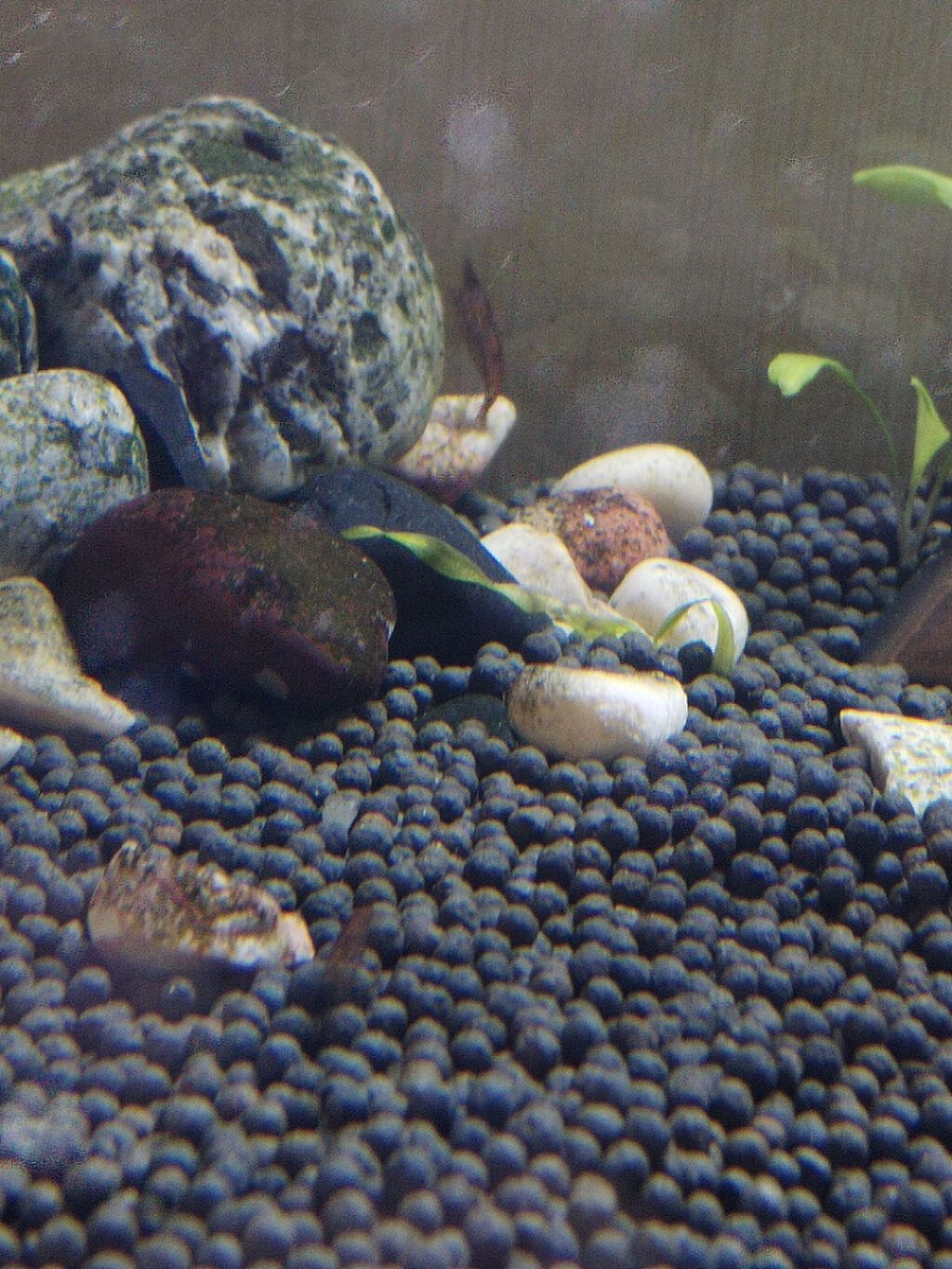 Dördbucaq akvarium, 140 l — Heyvanlar, Bakı (3)