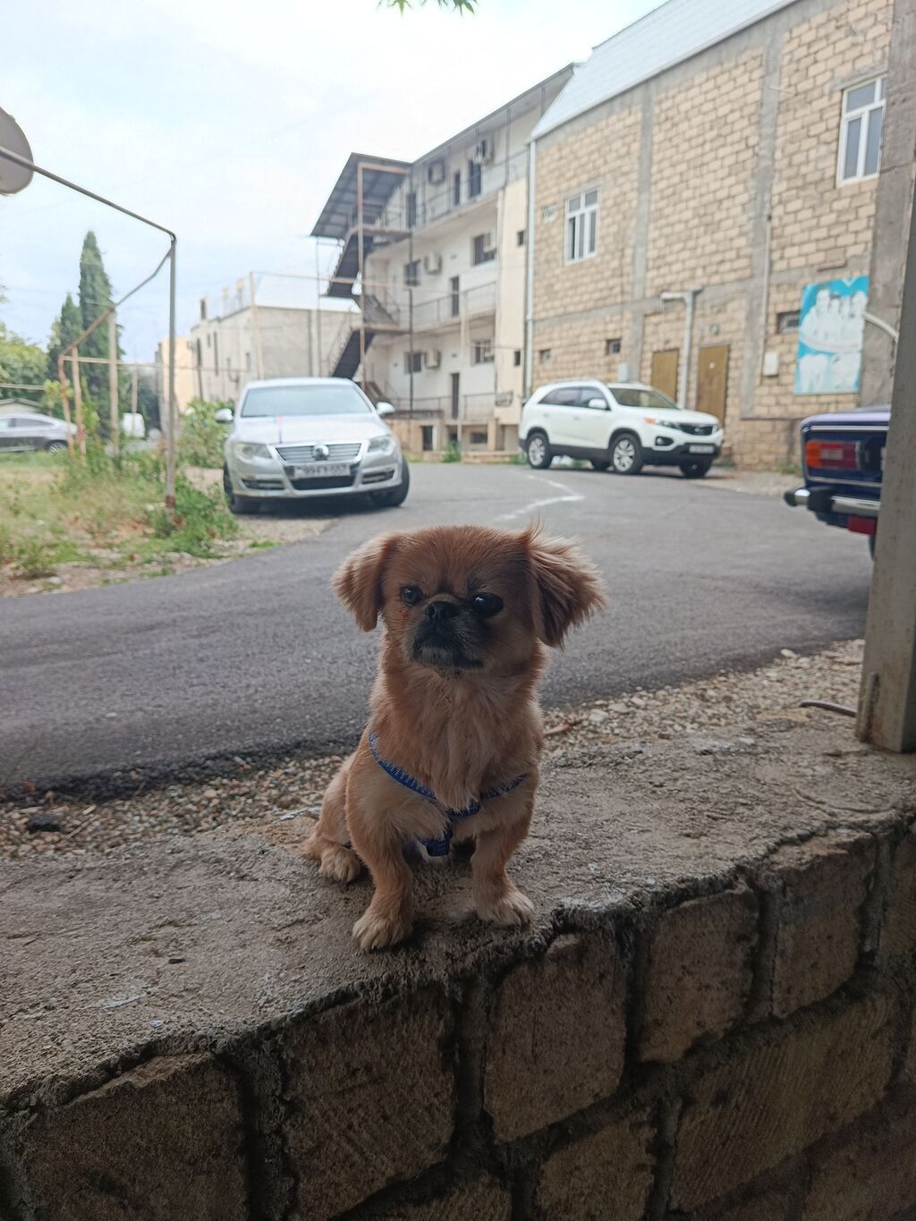 Pekines, 1 il, Erkək, Ünvandan götürmə — Heyvanlar, Gəncə (8)