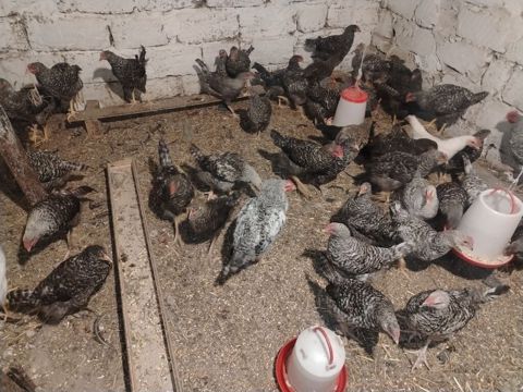 Xarkov sortu, vaksinləri vurulub, 4 aylıqdır, cəmi 70 dənə qalıb ciddi — Digah