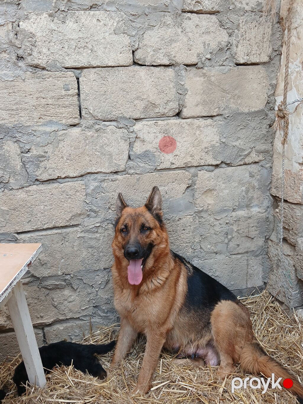 Alman çoban iti, 2 ay, Ödənişli çatdırılma — Köpəklər, Bakı (6)