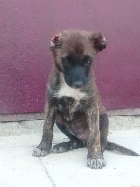 Peyvəndli