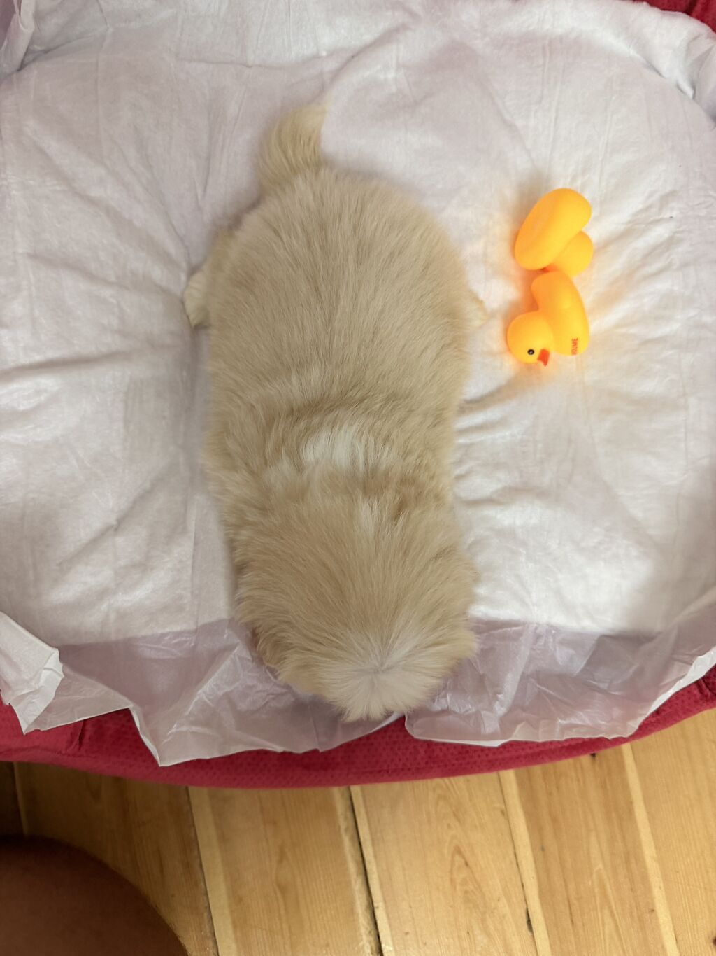 Pekines, 1 ay, Erkək — Heyvanlar, Qobu (2)