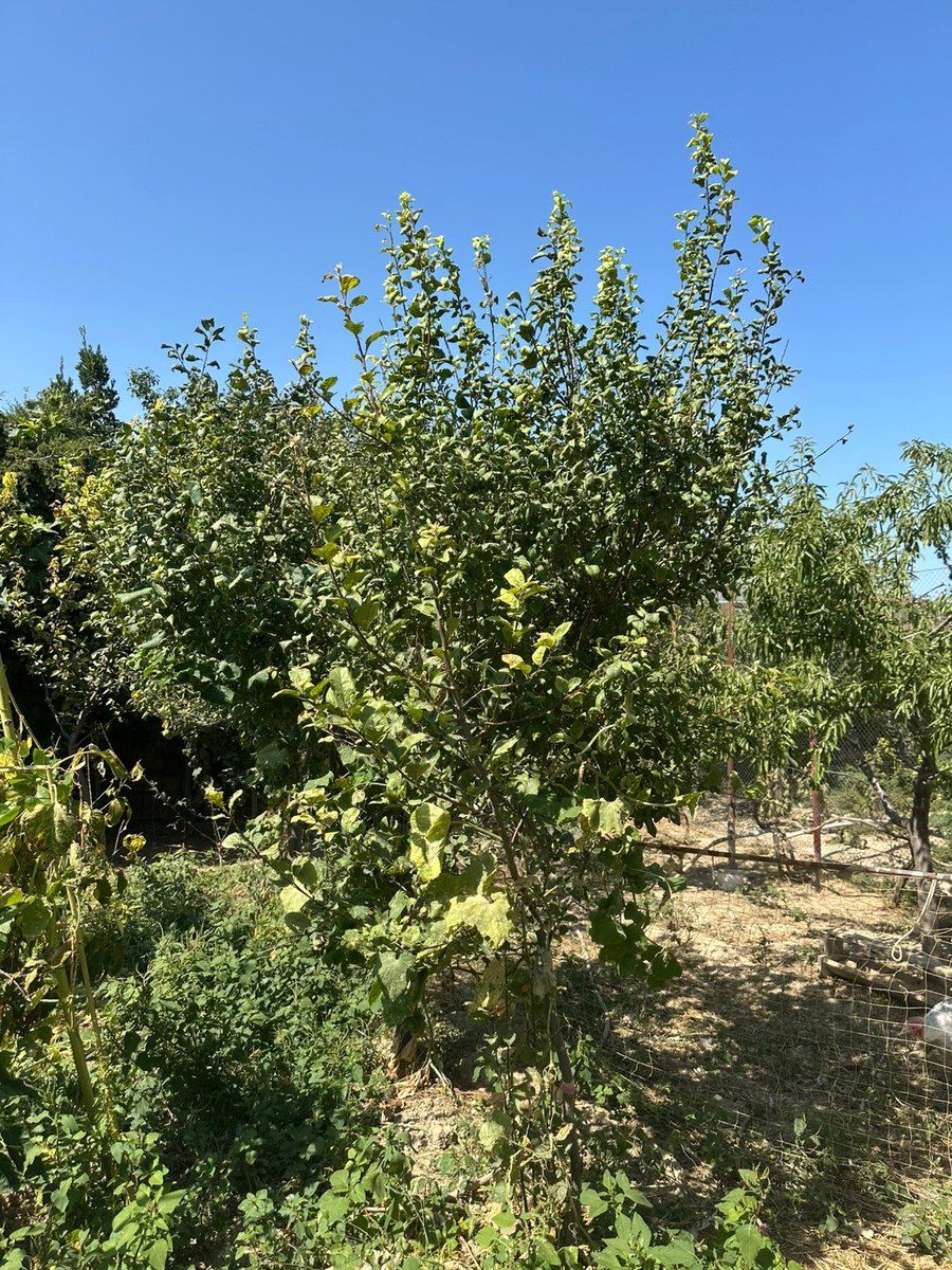 Bağ evi, Yaşma bağları — Ev, villa, Sumqayıt