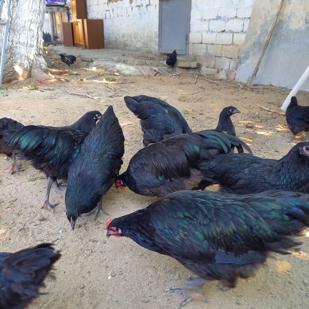 Avstrolorp toyuqları — Quşlar, Bakı (4)