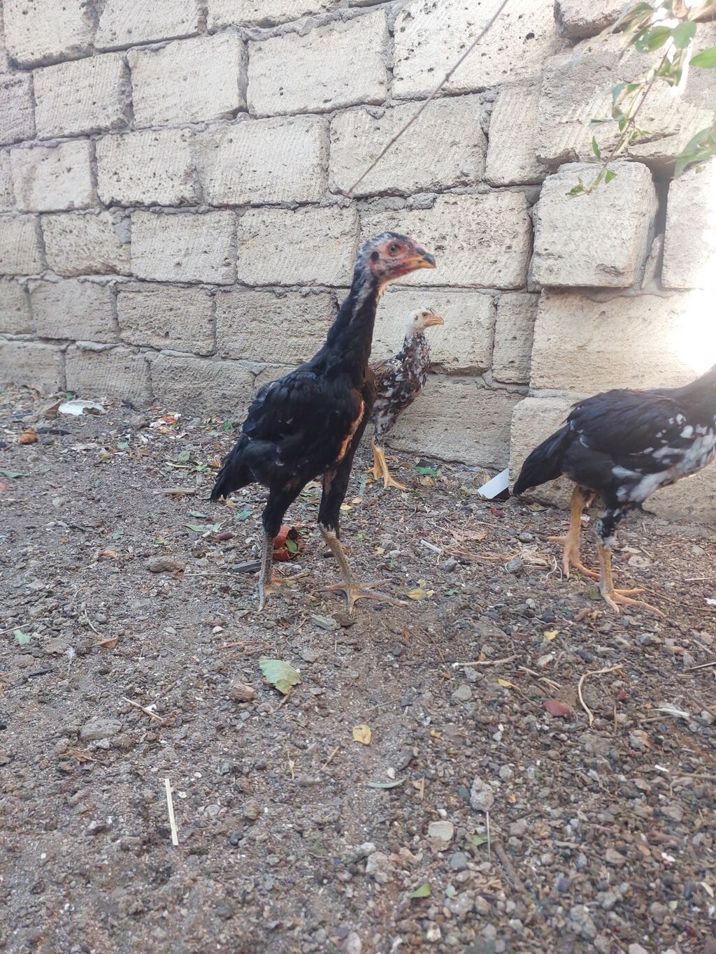 Toyuq cücələri, Damazlıq — Heyvanlar, Sumqayıt (3)