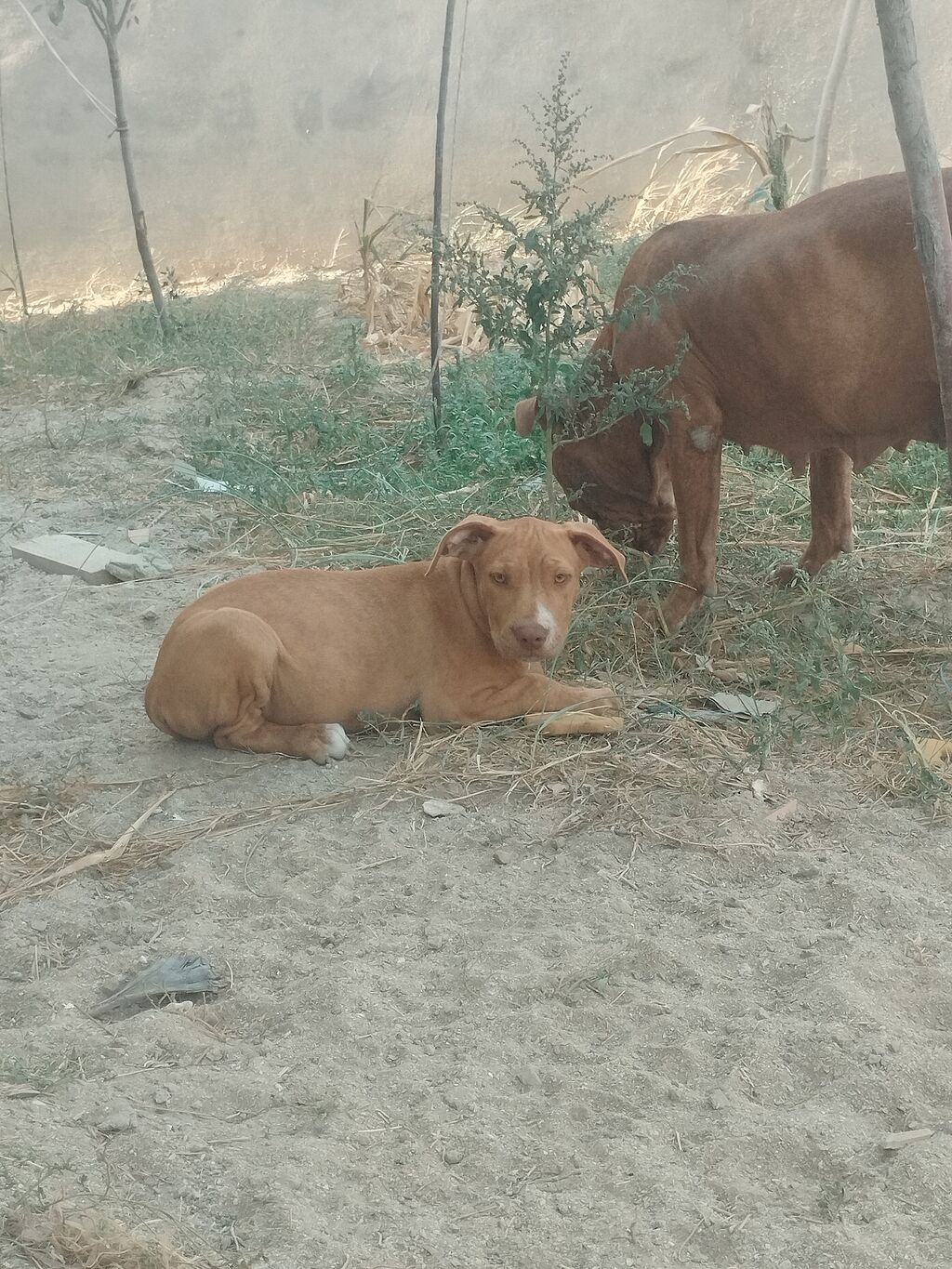 Pitbul, 2 ay, Dişi — Heyvanlar, Digah (4)