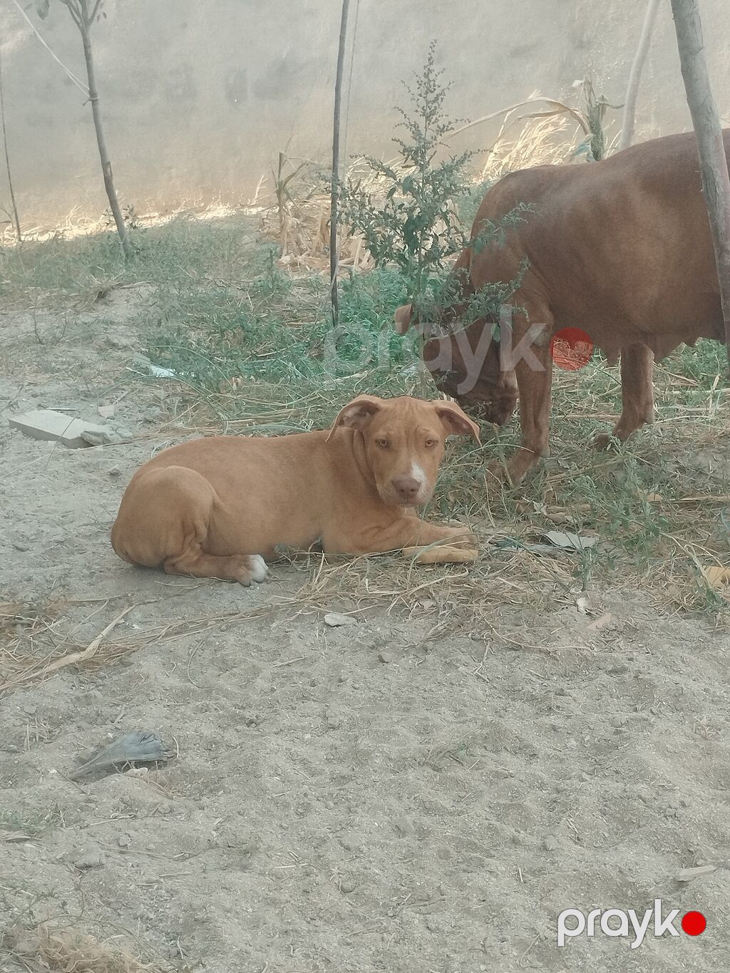 Pitbul, 2 ay, Dişi — Heyvanlar, Digah (4)