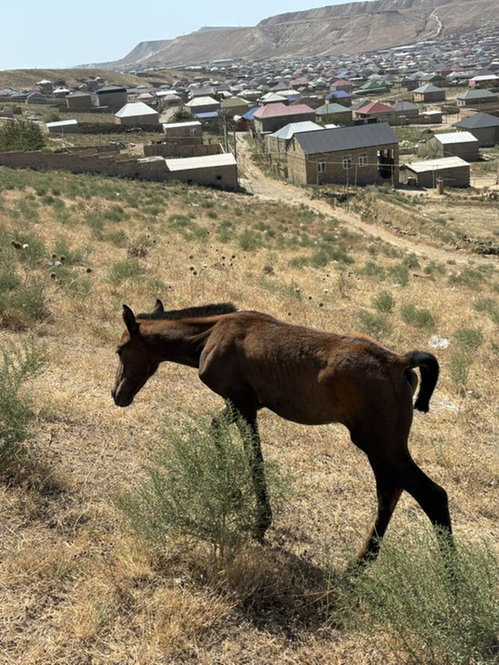 Salam 2aylq dişi dayca Ana atasi yorqadi hec bir prablemi yoxdur ot — Atlar, Qobu (2)