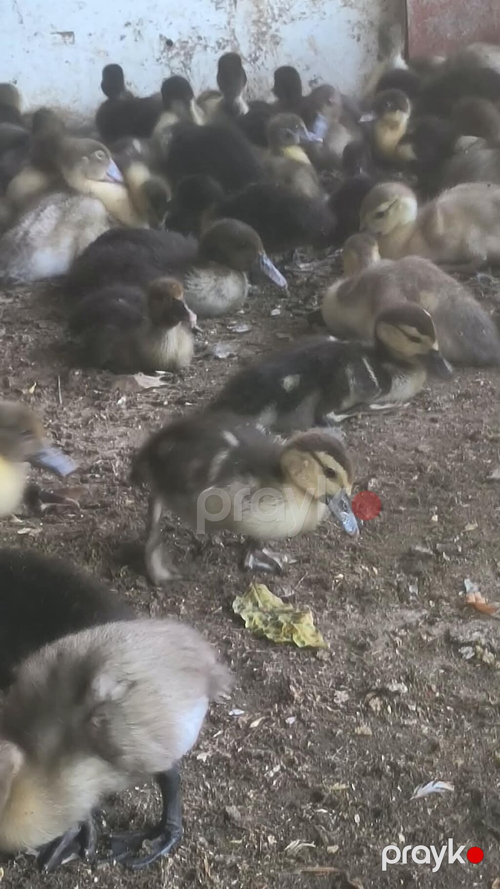 Byoukler 6 ayliq 23 azn Balcalar 1 ayliq 10 azn Çox sayda alana — Heyvanlar, Xırdalan (4)