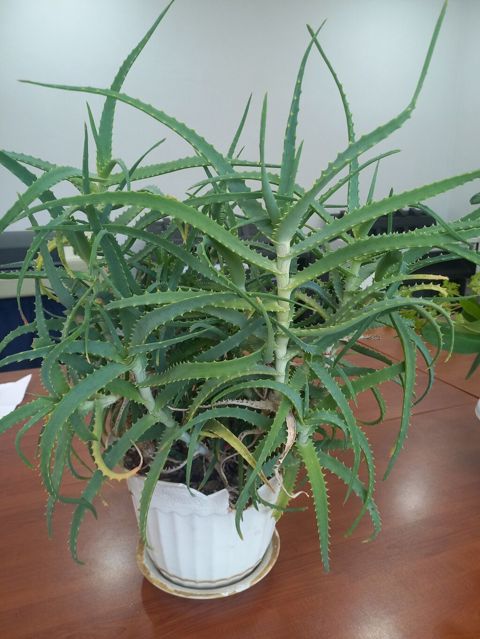 Aloe (sukkulent) otaq bitkisi - Növ: Aloe – çoxgövdəli, tikanvari — Sumqayıt