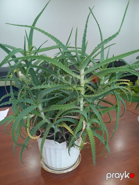 Aloe (sukkulent) otaq bitkisi - Növ: Aloe – çoxgövdəli, tikanvari — Sumqayıt