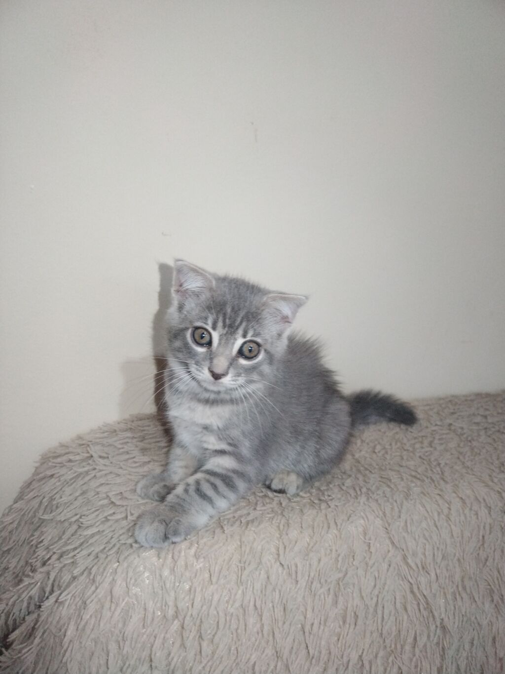 Tabbi, Yaxşı əllərə — Pişiklər, Digah (5)
