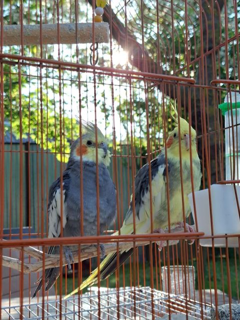 Nimfa (cockatiel) cütlüyü və qəfəs dəsti -nimfa tutuquşusu: biri daha — Masallı