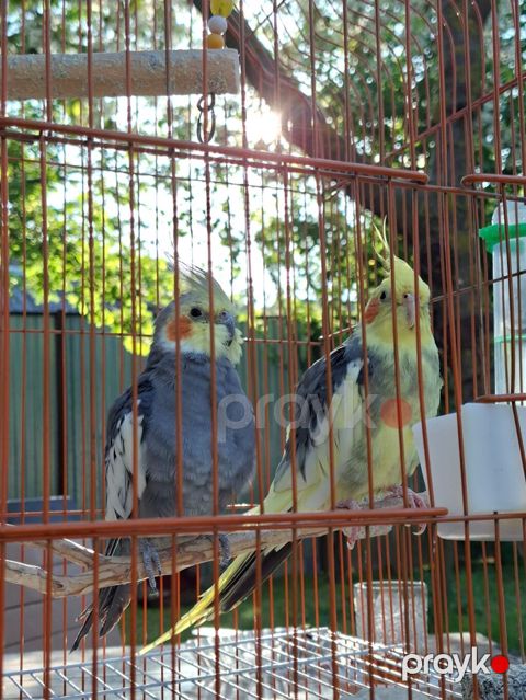 Nimfa (cockatiel) cütlüyü və qəfəs dəsti -nimfa tutuquşusu: biri daha