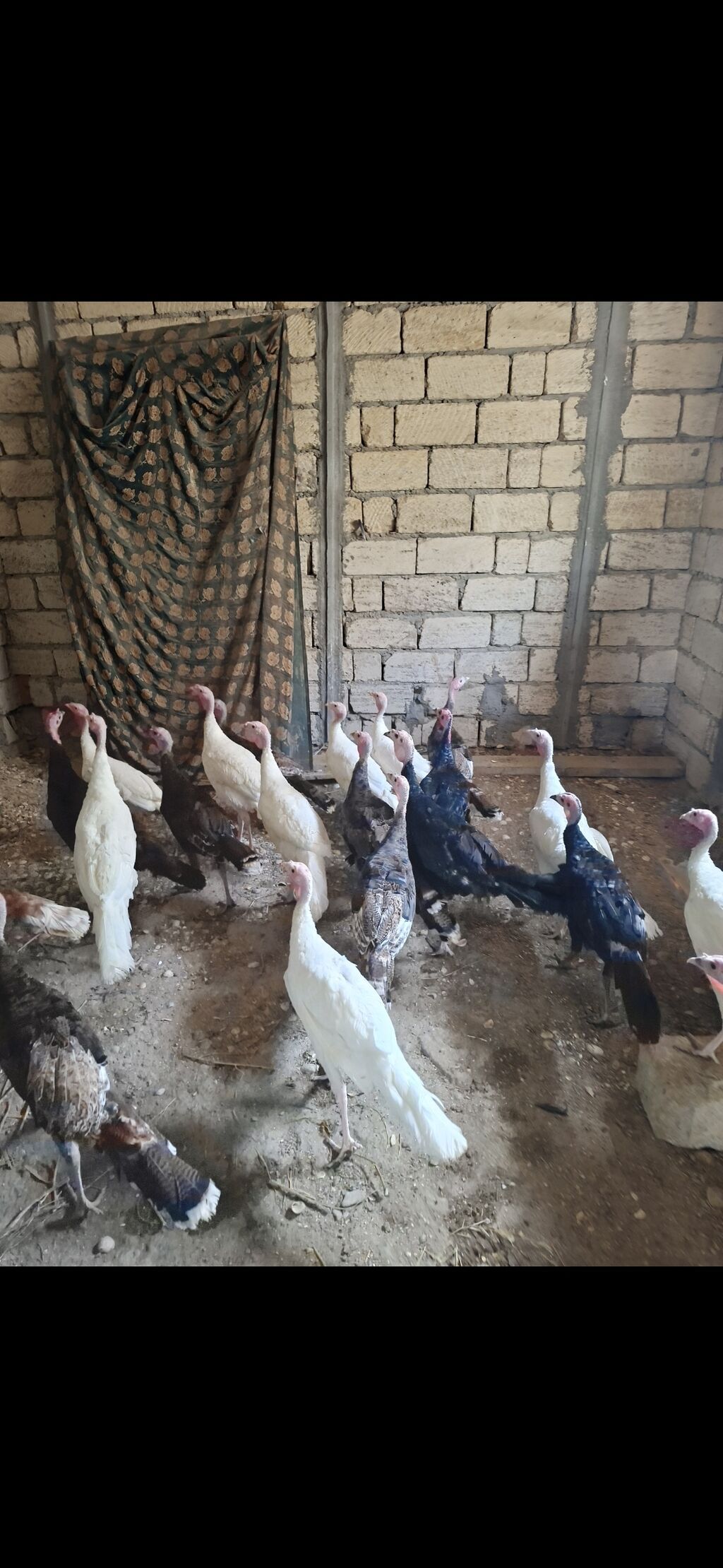 Məhsul: Hinduşka sürüsü Təsvir: - Fotoşəkillərdə müxtəlif rəng — Heyvanlar, Qobu (2)