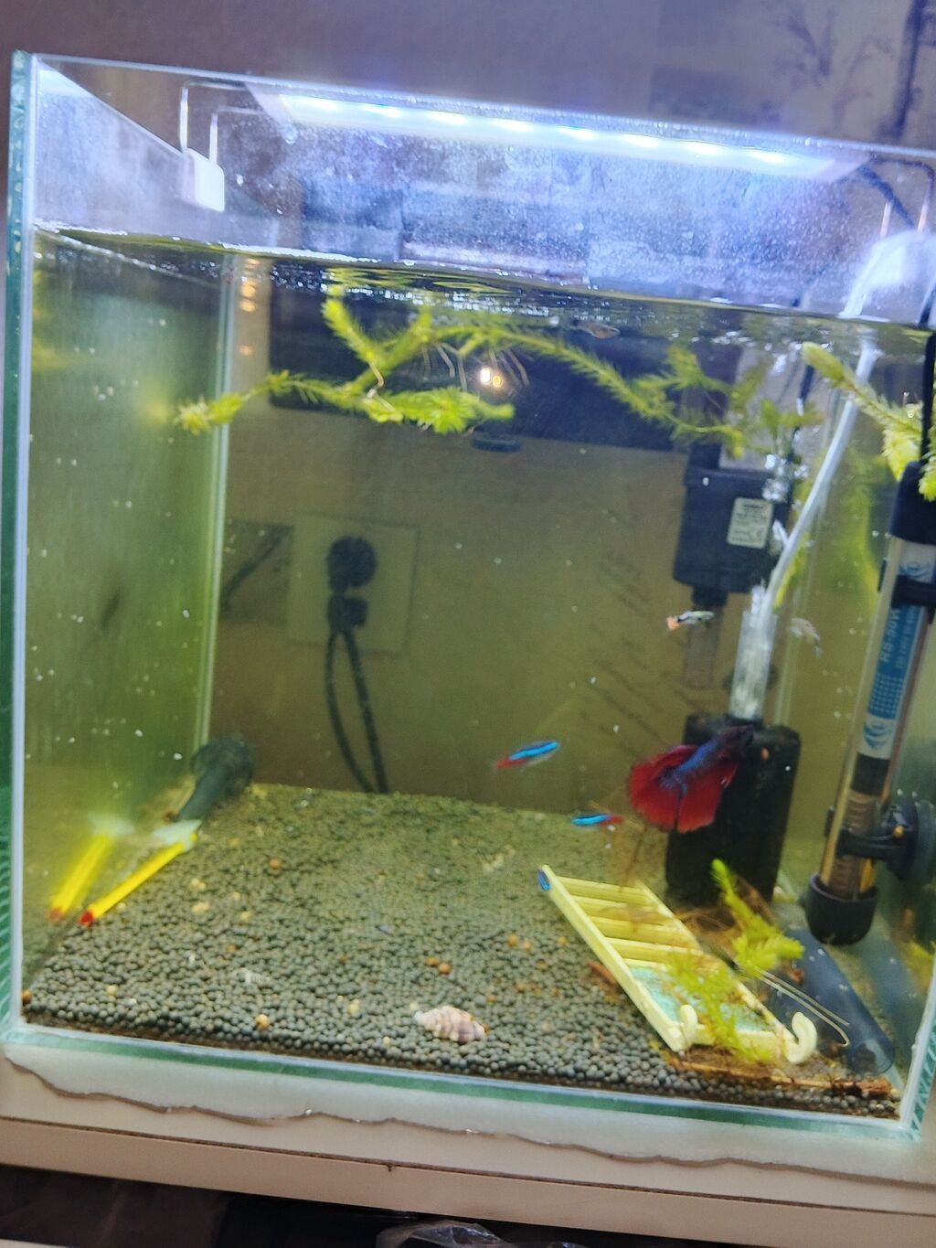 35.35.35 akva 11 balig tetra guppy Betta güçlü filtre — Heyvanlar, Digah (2)