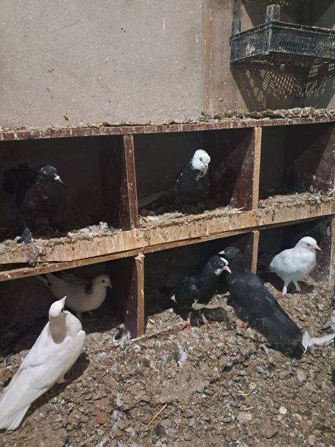 Ünvan bine savxoz — Bakı