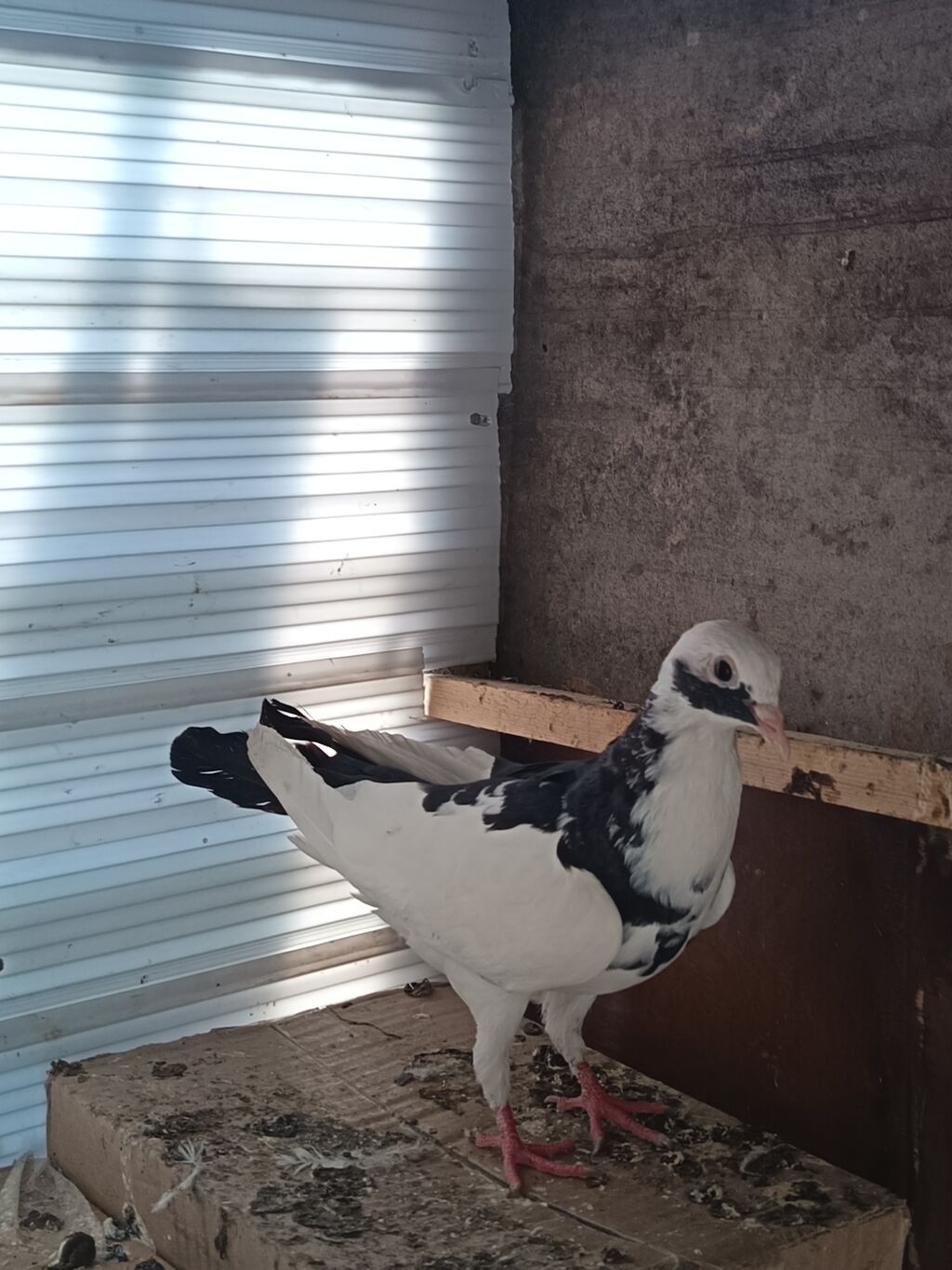 Salam. tam saglam heyvandı. Ucan heyvanlarda var ucasi balalarda var — Quşlar, Şəki (3)