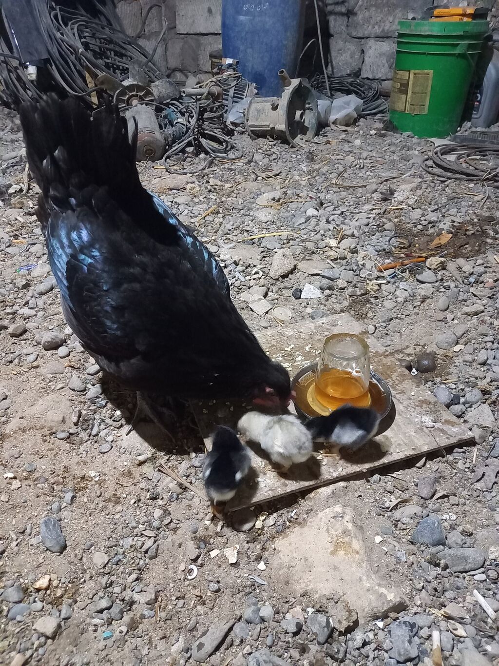 Toyuq, Australorp, Damazlıq, Ünvandan götürmə — Heyvanlar, Bakı (2)