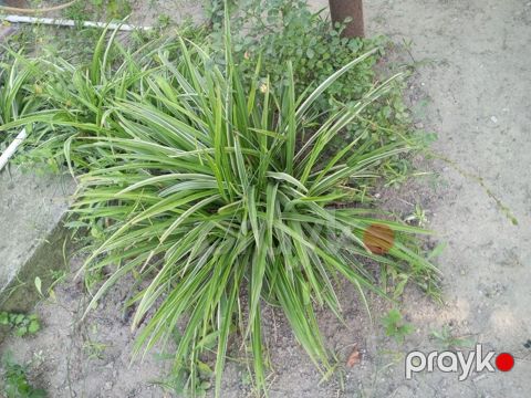 Xlorofium — Bakı