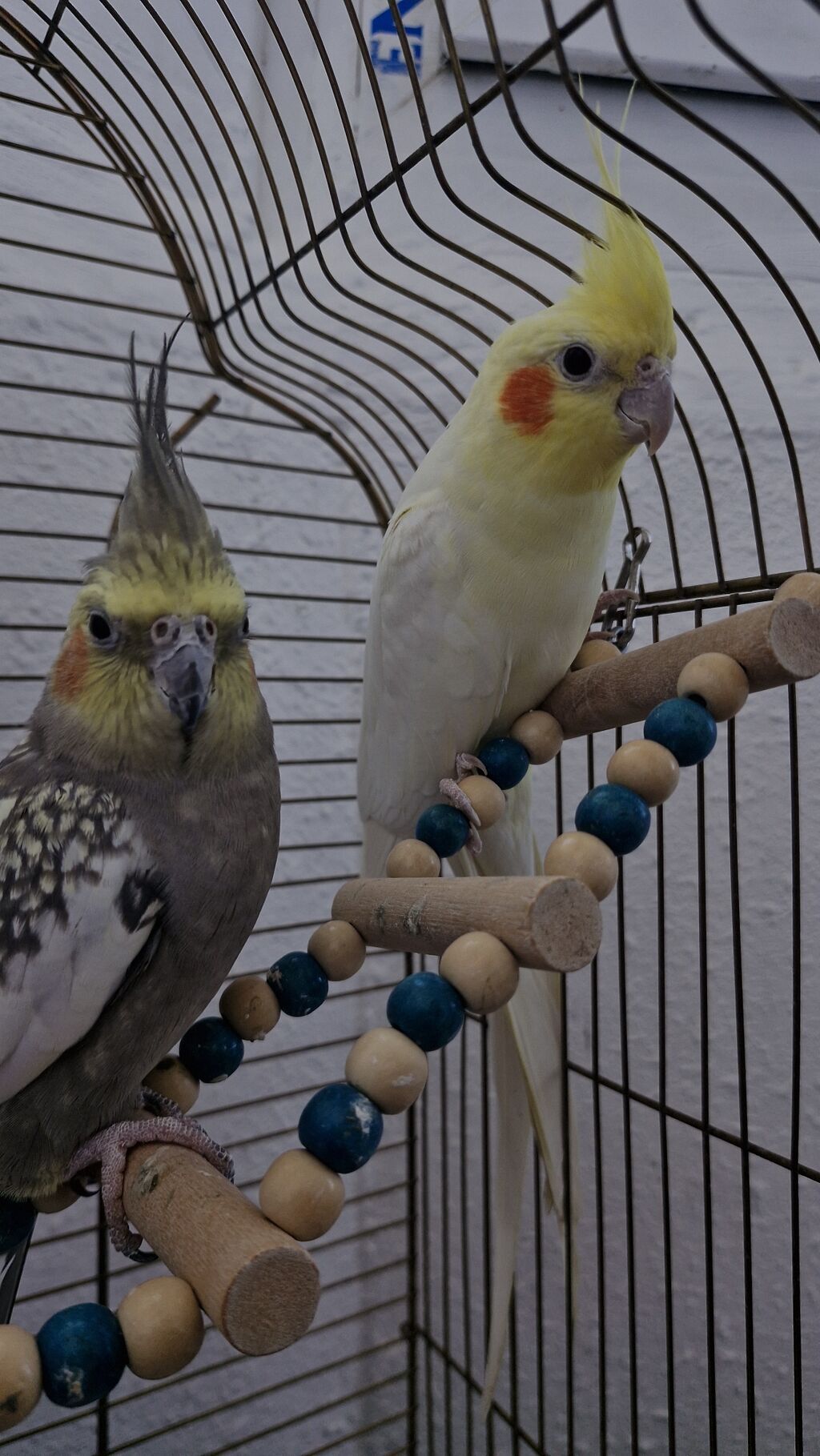 Nimfa (cockatiel) cütlüyü və qəfəs dəsti Məhsulun tərkibi: - 2 ədəd — Qəfəslər, Mehdiabad (3)