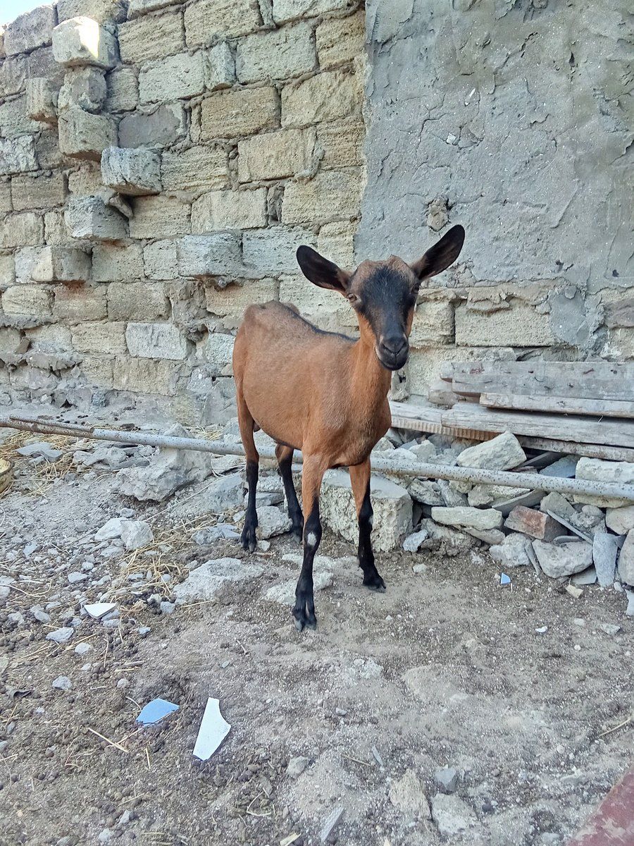 Oberhasli keçi — Heyvanlar, Bakı (3)