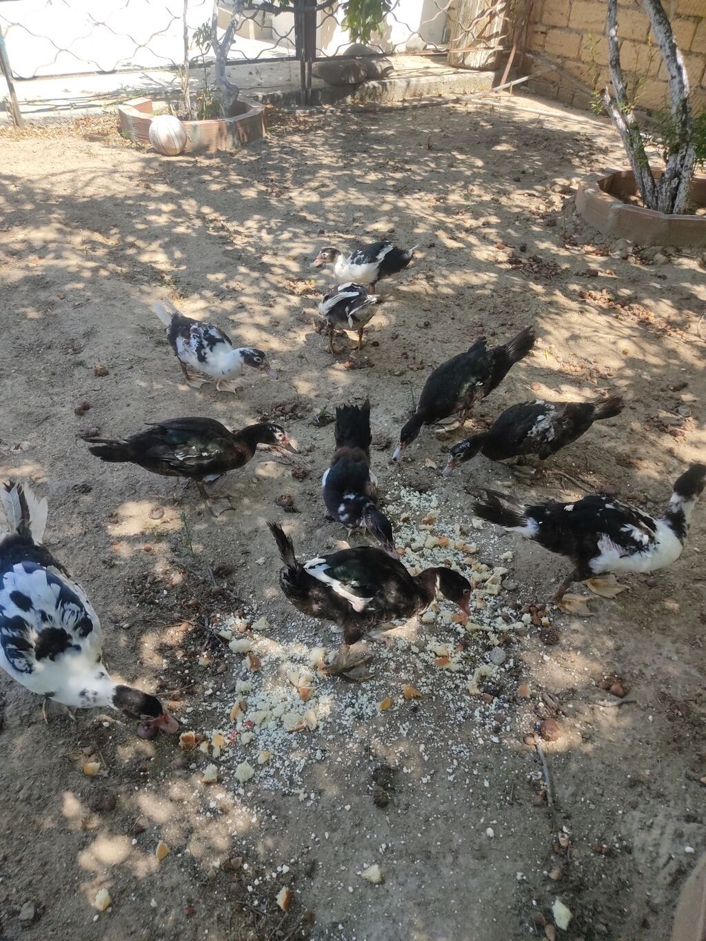 Tam sagllam Lal ordekler. 10 ededi. qiymet. hamsina. aiddi tek tek — Heyvanlar, Digah (2)