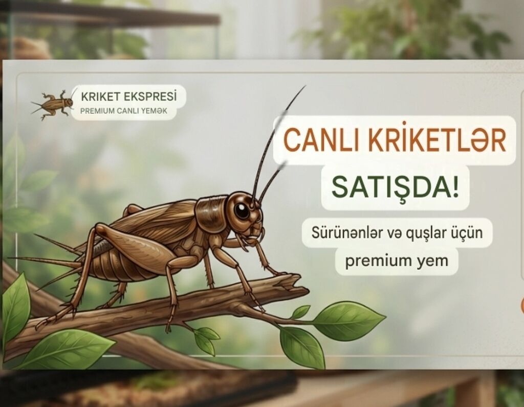Məhsul: Canlı kriketlər – sürünənlər və quşlar üçün premium yem — Heyvanlar, Masazır