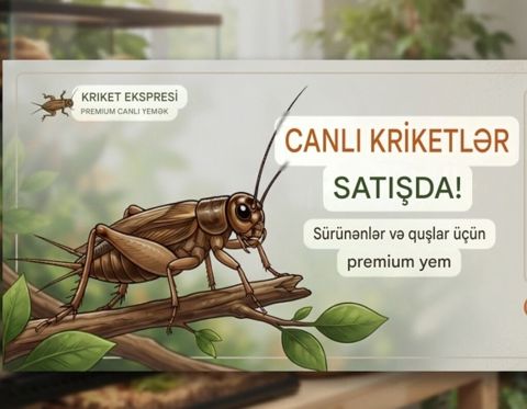 Məhsul: Canlı kriketlər – sürünənlər və quşlar üçün premium yem — Masazır