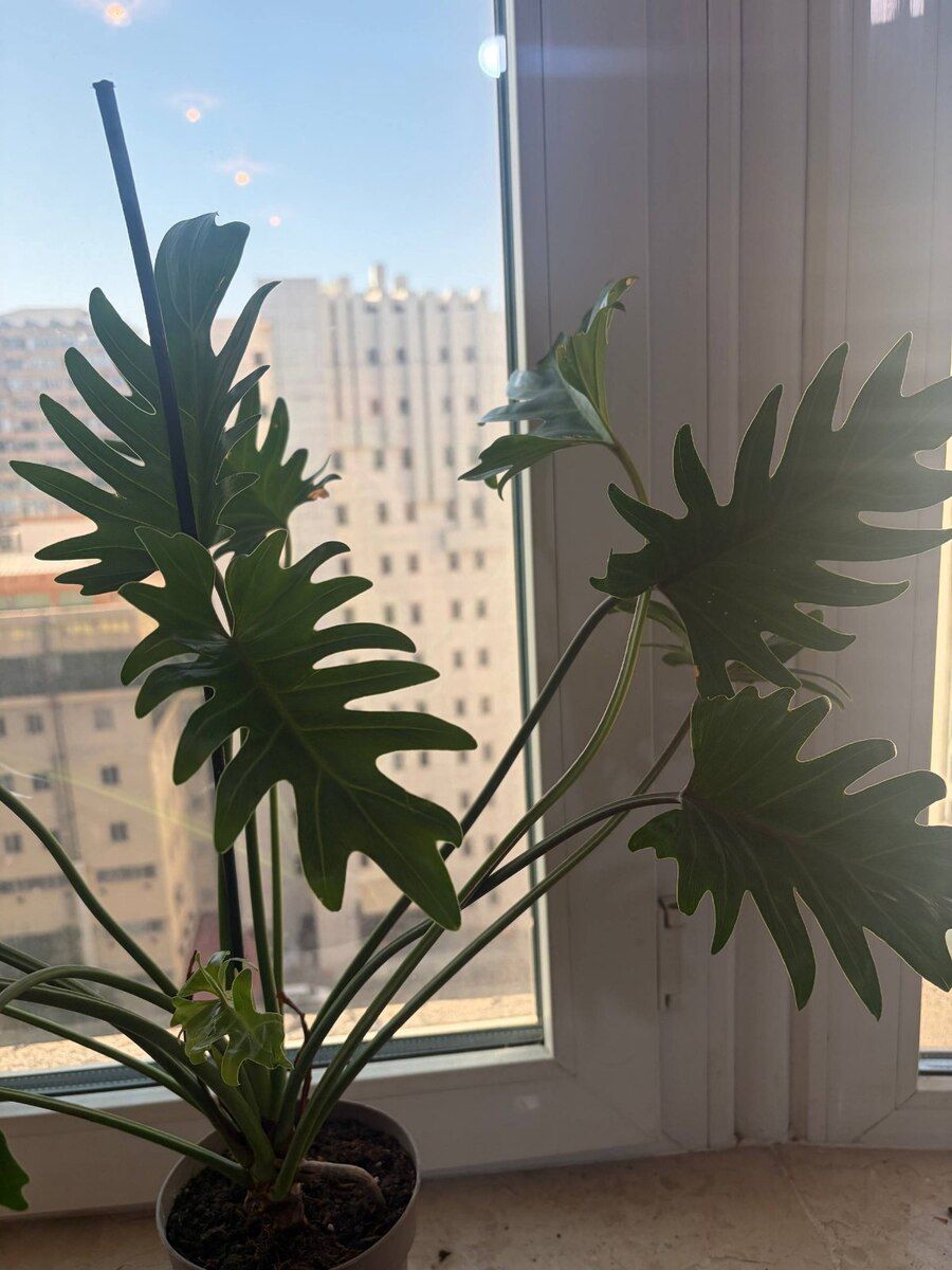Philodendron Xanadu — Bitkilər, Bakı (2)