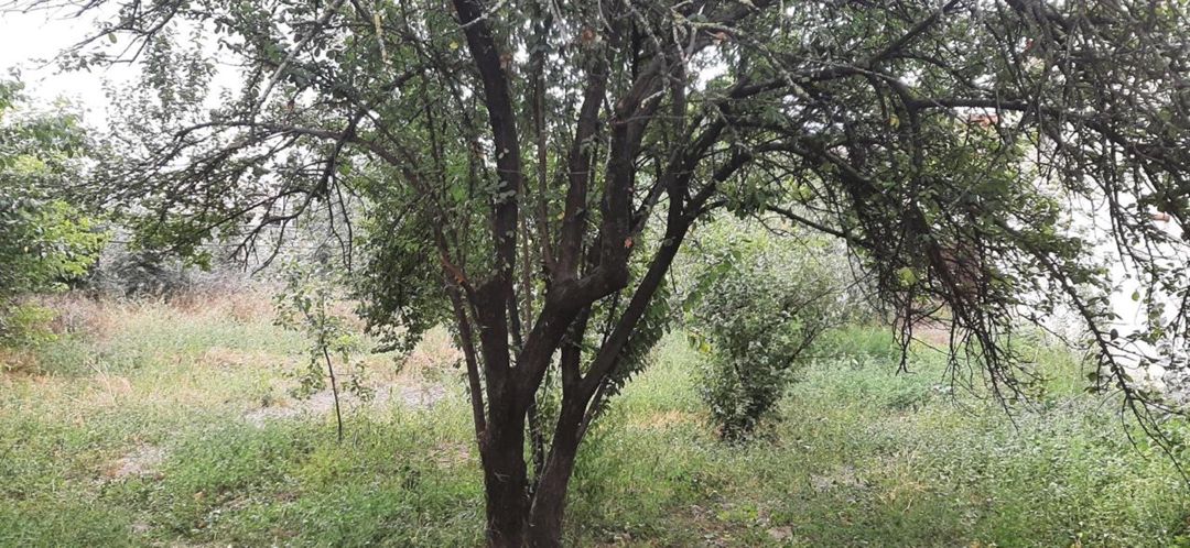 5 sot torpaq sahəsi, Quba r — Torpaq, Quba (3)