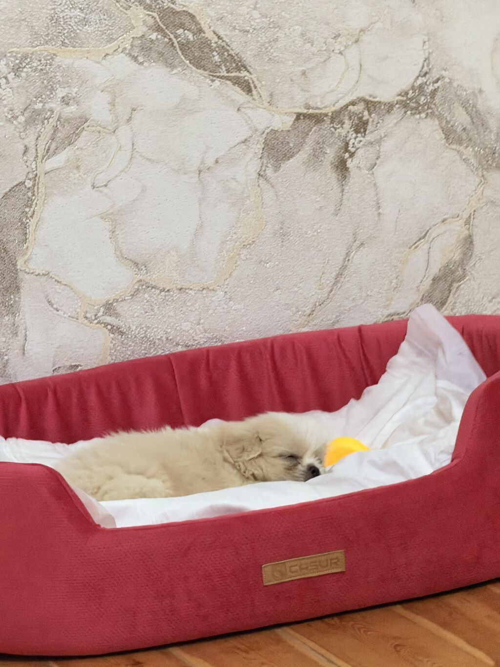 Pekines, 1 ay, Erkək — Heyvanlar, Qobu (6)