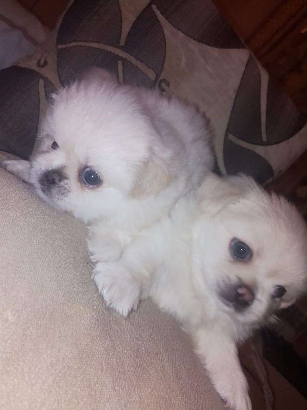 Pekines, 1 ay, Dişi, Peyvəndli — Heyvanlar, Bakı (9)