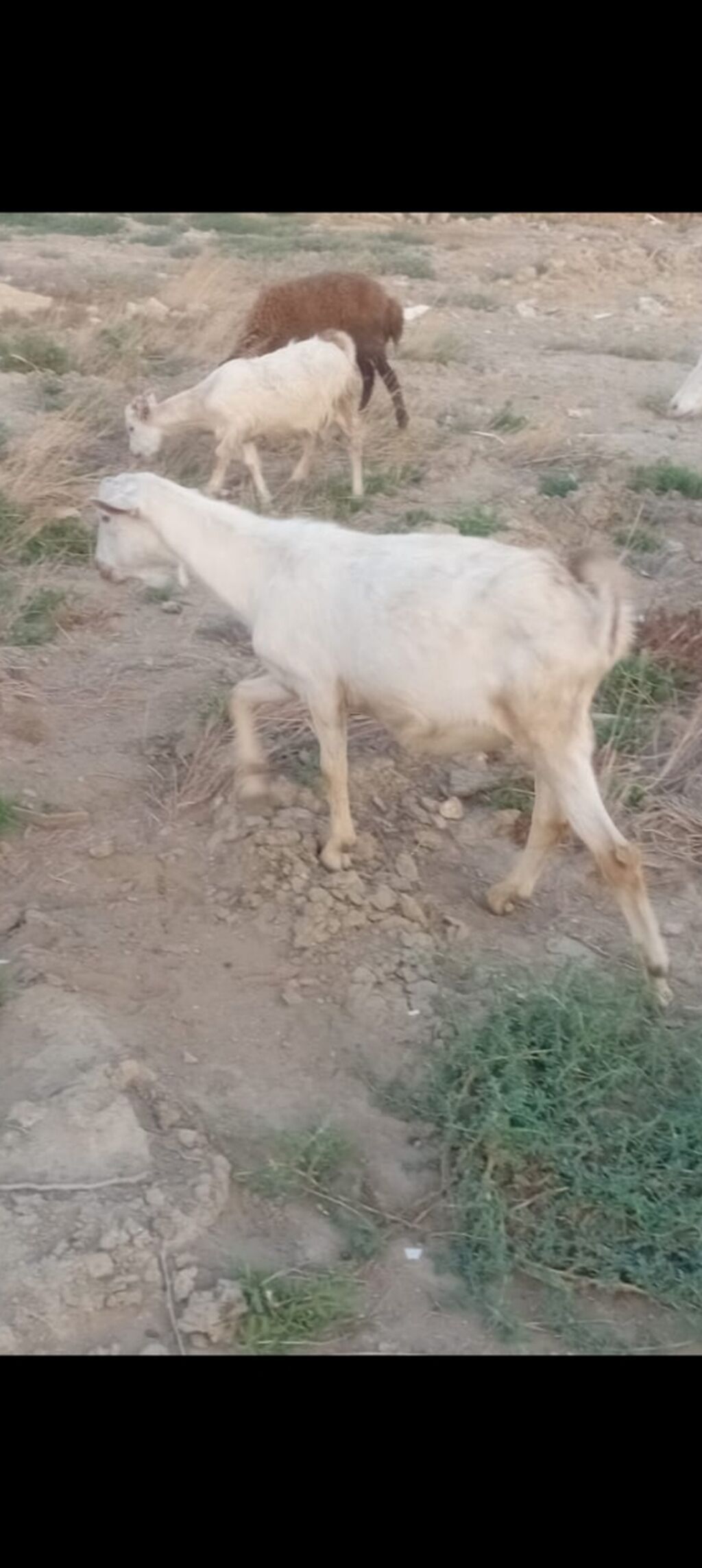 Salam bidenə temiz obir haş alpin 3 qarın doxub qurudub bir denə de — Heyvanlar, Qobu (2)