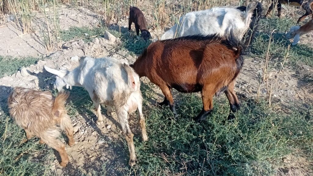 Salam bidenə temiz obir haş alpin 3 qarın doxub qurudub bir denə de — Heyvanlar, Qobu (4)