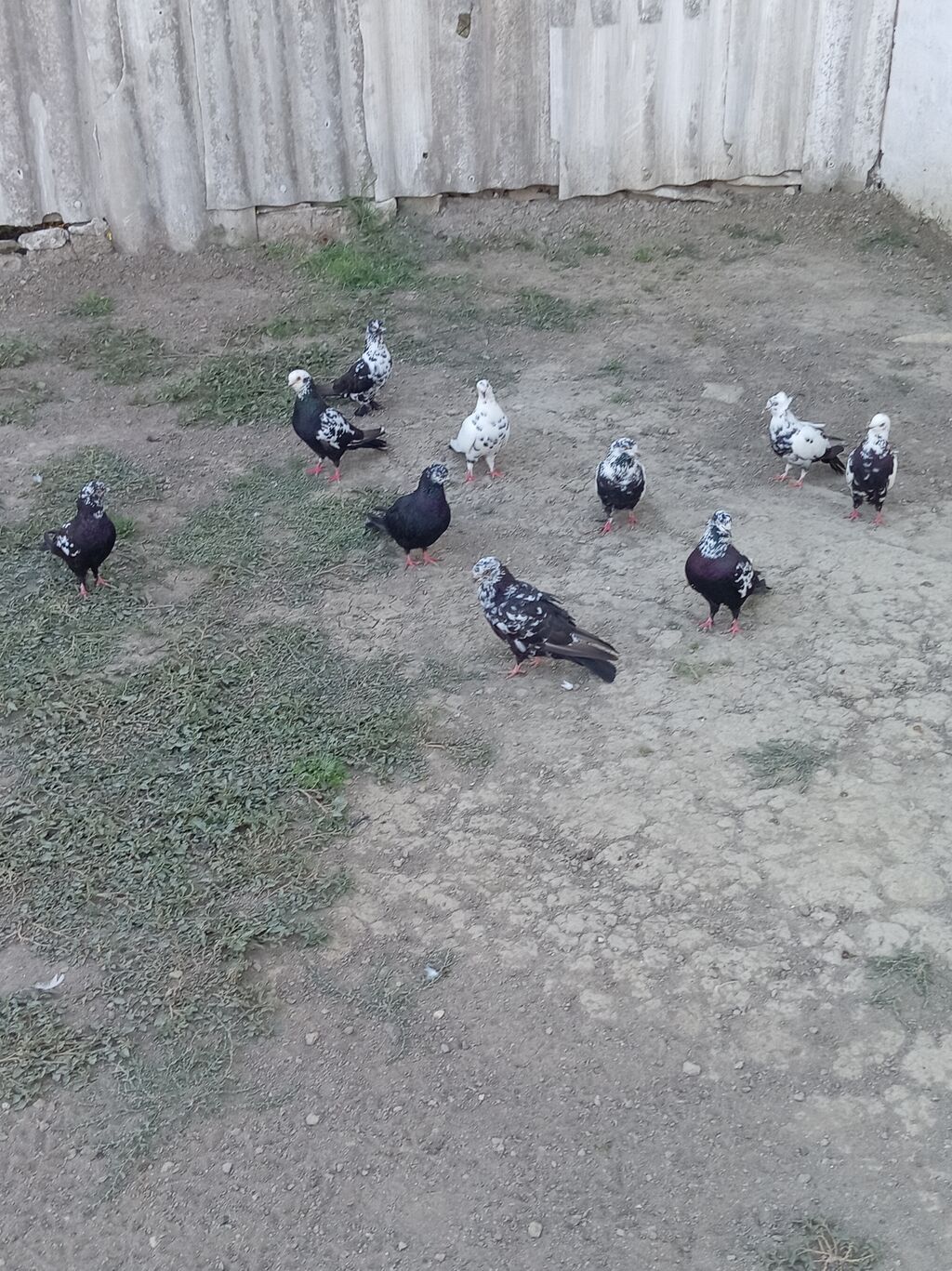 Qara ciler hamisi tərgizme quslardi hopdum satilir qiymet 120 — Quşlar, Salyan (2)
