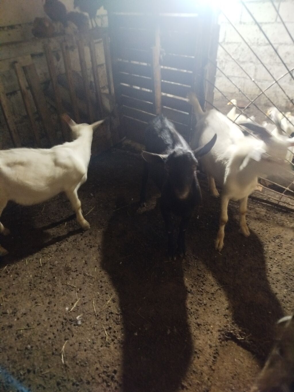 Cəld böyüyən balaca keçilər - Növ: yerli süd istiqamətli keçilər — Heyvanlar, Digah