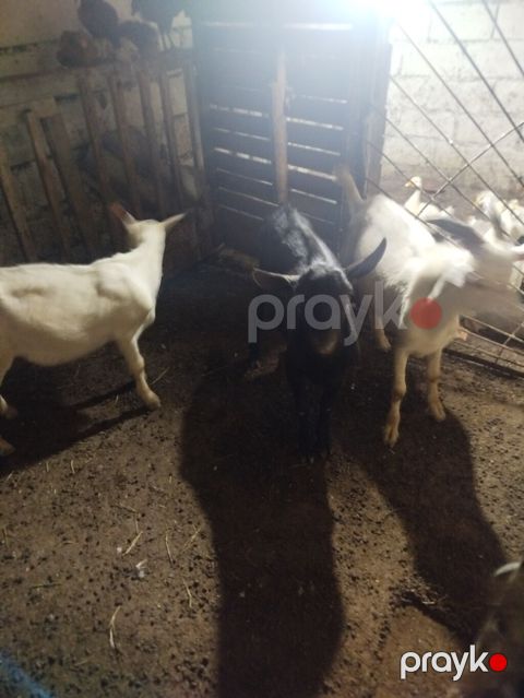 Cəld böyüyən balaca keçilər - Növ: yerli süd istiqamətli keçilər