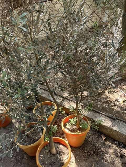 Zeytun ağacı (Olea europaea) – qablarda - Növbənöv zeytun fidanları — Digah