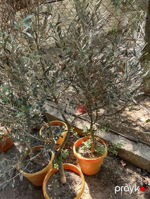 Zeytun ağacı (Olea europaea) – qablarda - Növbənöv zeytun fidanları