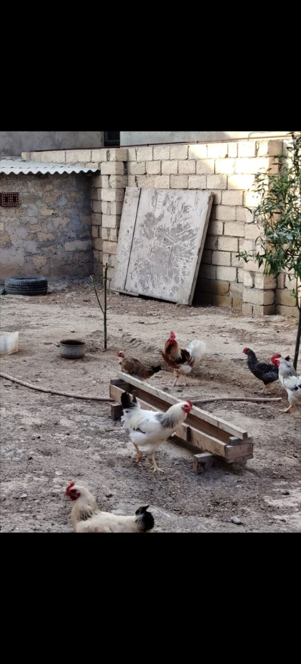 Hər ölçüdə toyuqlar xoruzlar 3 kloya qədər toyuqlar var çəkilərine — Heyvanlar, Sumqayıt (2)