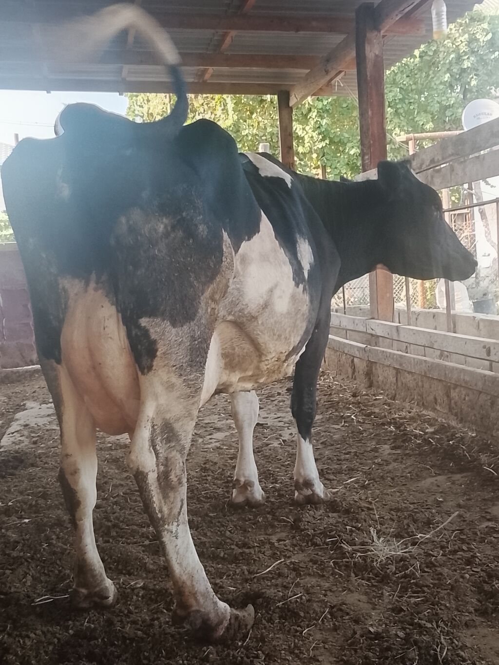 Dişi, Holsteyn, il: 5, Südlük — Heyvanlar, Hacıqabul (3)
