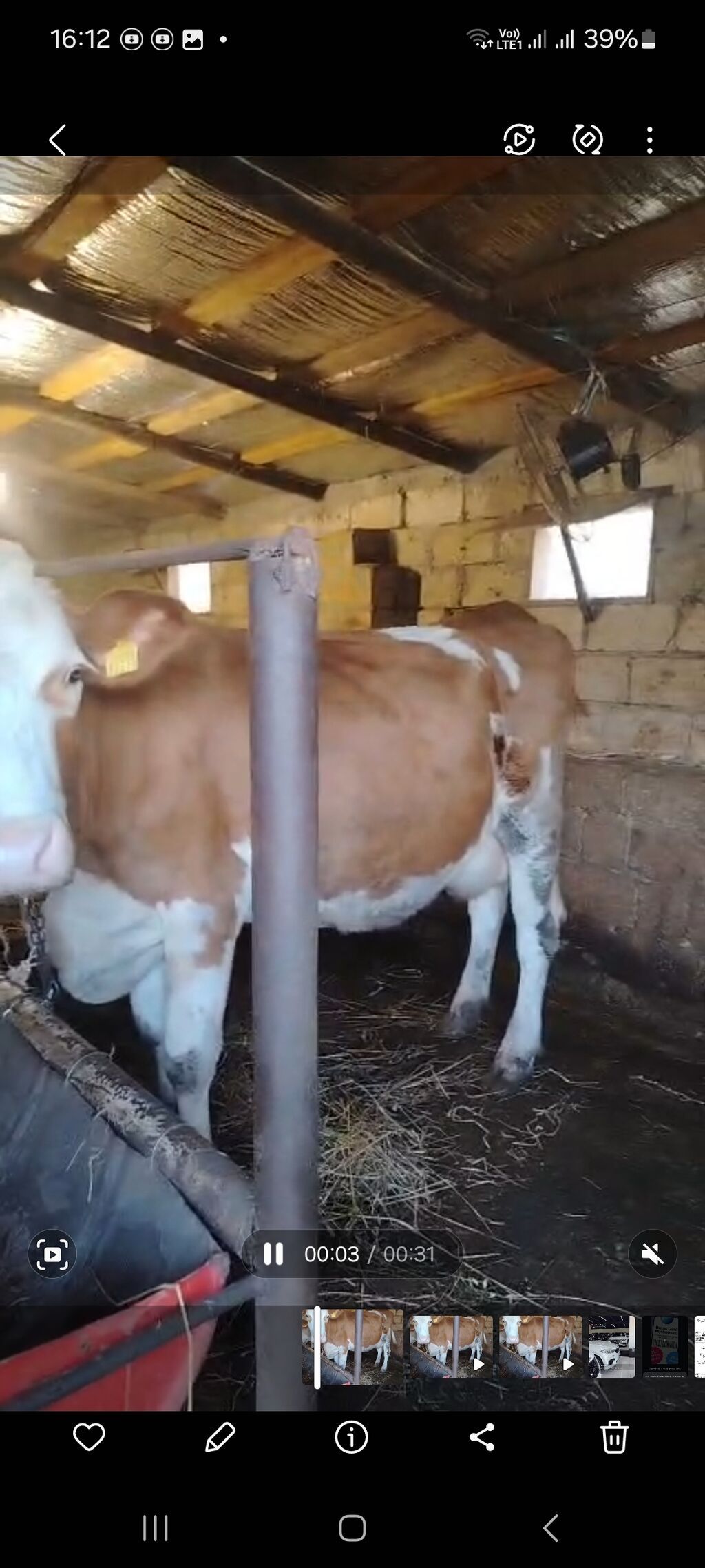Salam real alici buyursun 2 aydi dogub hazirda saglir qiymet sondu — Heyvanlar, Şamaxı
